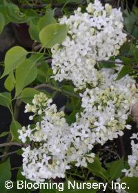 Syringa x hyacinthiflora 'Mt Baker'